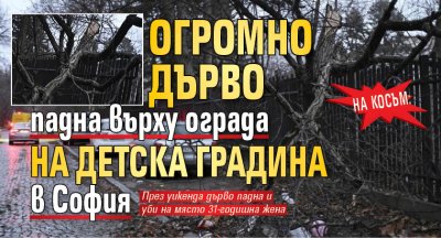На косъм: Огромно дърво падна върху ограда на детска градина в София