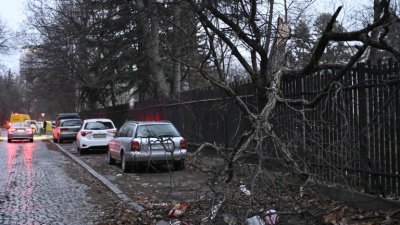 Огромно дърво рухна върху оградата и част от тротоара на