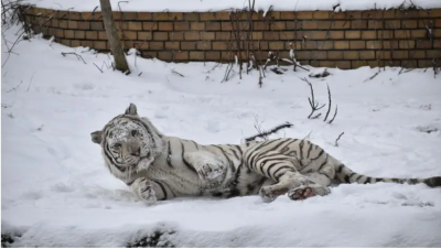 Бенгалският тигър Киафа в столичния зоопарк се радва на снега