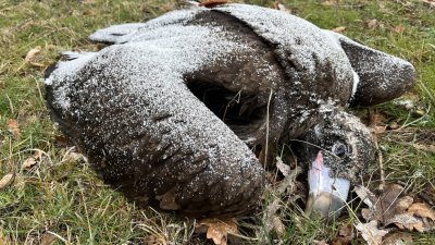 Отровиха 5 лешояда край Котел