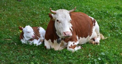 Кадиев, Сано и Карамазов: Не на клетките за телета!