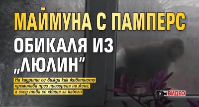 Маймуна с памперс обикаля из &bdquo;Люлин&ldquo; (Видео)