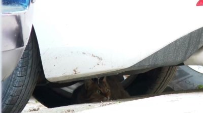 Във Варна започна кастрация на бездомните котки За тази цел