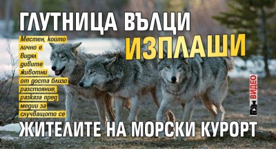 Глутница от 12 13 вълци беше заснета в близост до жилища в