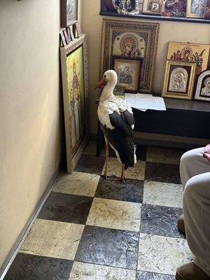 Щъркел - загубеняк мръзне в Бургас, скри се в параклис