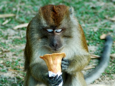 ЖЕГА: Животните в зоопарка на Рио де Жанейро получиха студени лакомства