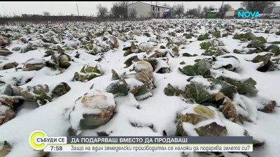 Икономически абсурд принуждава земеделски производител от Кнежа да унищожи 50