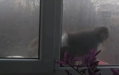 Малка маймуна с памперс беше забелязана да се движи свободно