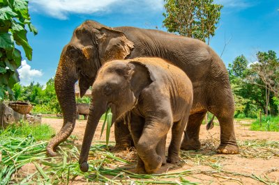 Слонове на мълчаливо шествие в памет на загиналите животни в Австралия