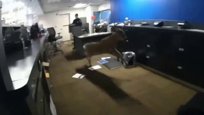 Елен потроши банка в САЩ (ВИДЕО)