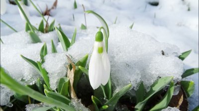 До края на януари а и в първите поне 10