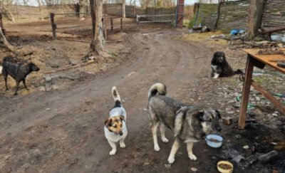 Героизъм на лапи: Четири улични кучета спасиха мъж в безсъзнание от пожар в Аспарухово