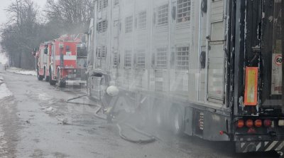 Камион със 178 прасета се запали на пътя Хасково &ndash; Димитровград