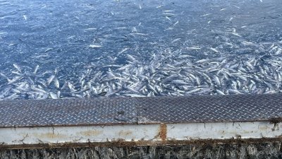 Масов мор на риба в акваферма край Карлово