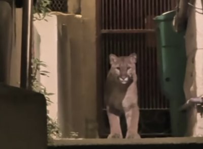 Сан Франциско ми е Шумен: Пума се разходи из града, хванаха я (ВИДЕО)
