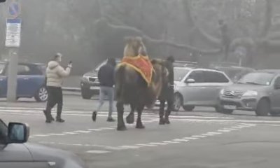 Кой си разхожда камилата в Борисовата? (ВИДЕО)