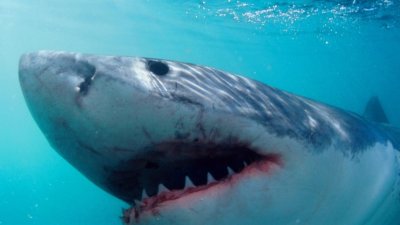 Челюсти: 13-годишно дете почина след атака от акула на бразилски плаж