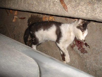 Зверство: 16-годишен уби малко коте пред очите на деца