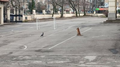 Забелязано в столицата: Лисица се разходи в двора на столично училище