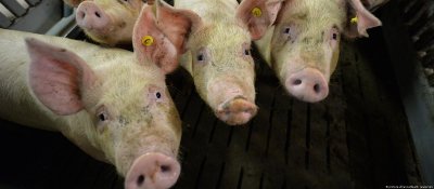 Близо 6000 прасета са умъртвени в свинеферма в окръг Арад