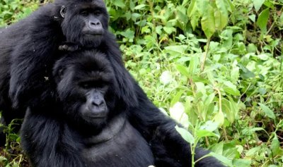 Упс, не гледайте маймуните!