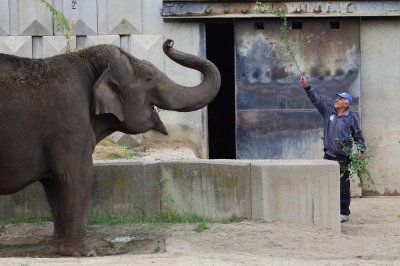 Зоопаркът осиротя: Почина Бай Иван - гледачът на слонове