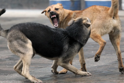 Общината в Кърджали даде 150 000 лв. обезщетения на нахапани от кучета 