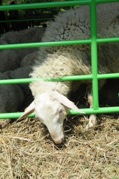 Двама мъже откраднаха овце за над 7000 евро през покрива на ферма