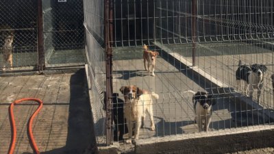 Затвориха приют заради болни от гана кучета 