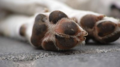 Разследват смъртта на куче в Старозагорско