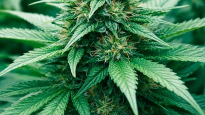 Не си играят на дребно: 40 тона марихуана конфискуваха в Северна Македония