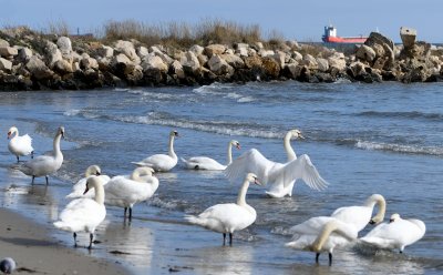 Лебедово царство във Варна (ФОТОРЕПОРТАЖ)