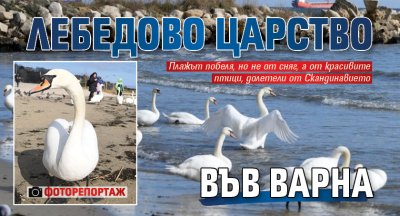 Лебедово царство във Варна (ФОТОРЕПОРТАЖ)