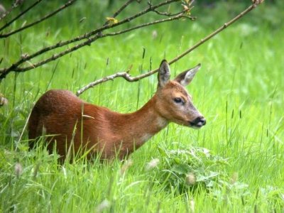 Полиция и прокуратура погнаха бракониер, убил младо животно в Пловдивско