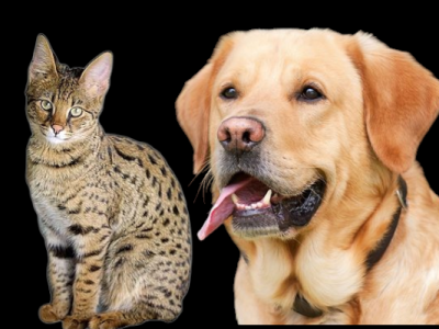 Мъж и жена са държали пет котки и две кучета в клетки в две коли в Стара Загора