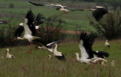 Щъркели пристигнаха по Черноморието