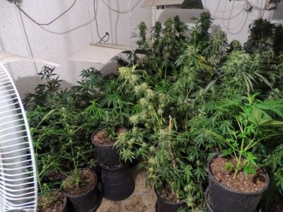 Мини лаборатория за отглеждане и разпространение на наркотици установиха полицаи от Пазарджик