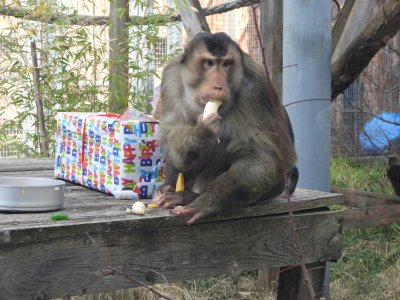 Алф гледа телевизия в столичния зоопарк (ХИТ СНИМКИ+ВИДЕО)