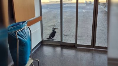 Ранен корморан сам потърси помощ в болница