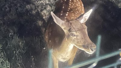 Намериха убити две сърни край язовир Жребчево