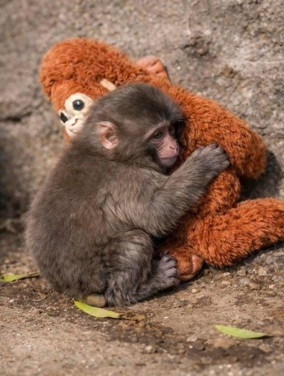 Японският макак Пънч трогна цял свят 