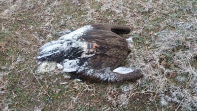 С антифриз са отровени откритите край Котел 7 мъртви лешояда