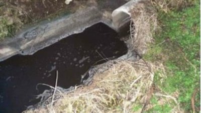 ШОК: Камчия потече черна, изплува мъртва риба