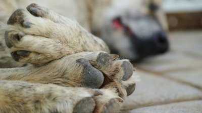 Откриха мъртви кучета на брега на Дунав