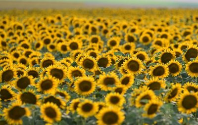 200 000 тона слънчоглед от Аржентина пътуват към България