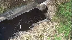 ШОК: Камчия потече черна, изплува мъртва риба