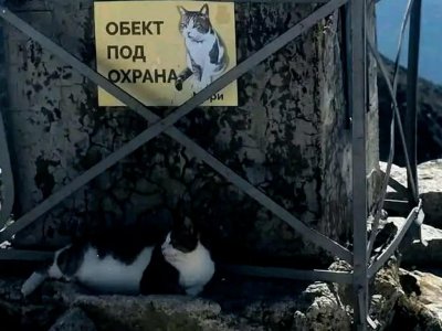 "Господарят" на Мусала е болен, помогнете