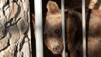 След спасителна мисия: Мечките Гордо и Флоренция долетяха в Белица 