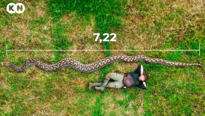 7,22 метра: Уловиха питон гигант в Индонезия