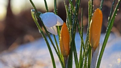 Пролетни температури - градусите летят нагоре